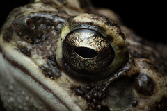 Rhinella horribilis
