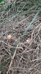 Agrocybe pediades