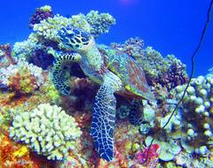 Eretmochelys imbricata