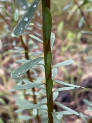 Pultenaea euchila
