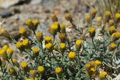 Erigeron miser