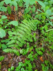 Dryopteris marginalis