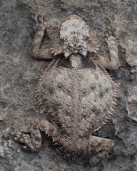 Phrynosoma braconnieri
