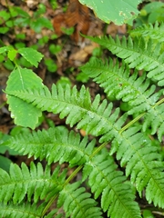 Dryopteris marginalis