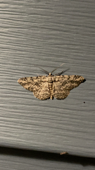 Anavitrinella pampinaria