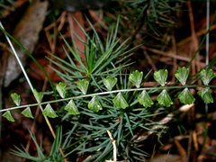 Asplenium flabellifolium