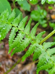 Dryopteris marginalis