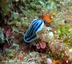 Phyllidiopsis xishaensis