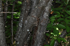 Betula occidentalis