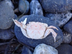 Hemigrapsus oregonensis