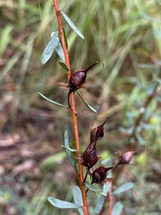 Pultenaea euchila