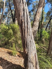 Eucalyptus obliqua