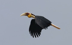 Rhyticeros undulatus