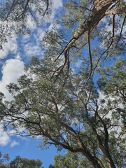 Eucalyptus obliqua