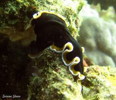 Pseudoceros hancockanus