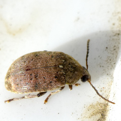 Bruchinae