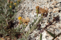 Erigeron miser