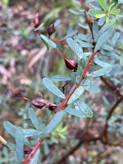 Pultenaea euchila