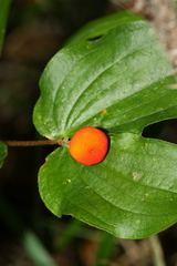Prosartes trachycarpa