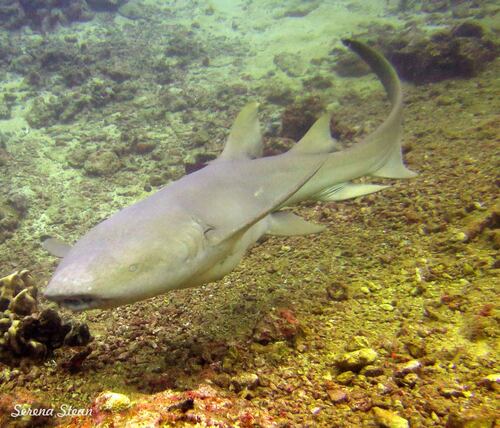 Tawny Nurse Shark, photo 8 of 8