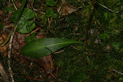 Platanthera obtusata