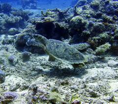 Eretmochelys imbricata