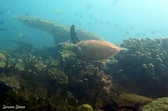 Eretmochelys imbricata