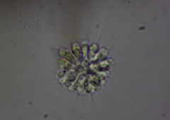 Anthophysa vegetans