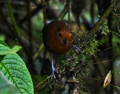 Grallaria alvarezi