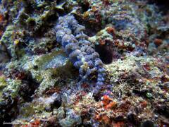 Pteraeolidia semperi