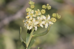 Nitraria billardierei