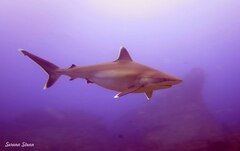 Carcharhinus albimarginatus