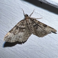 Xanthorhoe