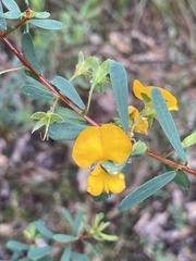 Pultenaea euchila