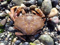 Metacarcinus magister