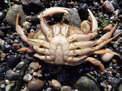 Metacarcinus magister