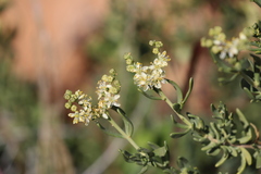 Nitraria billardierei