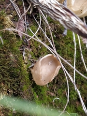 Helvella acetabulum