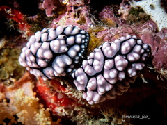 Phyllidiella pustulosa