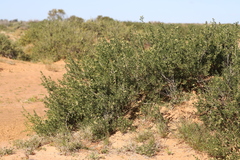 Nitraria billardierei