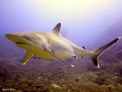 Carcharhinus albimarginatus