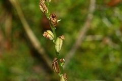 Platanthera obtusata