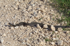 Agkistrodon piscivorus