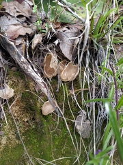 Helvella acetabulum