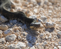 Agkistrodon piscivorus