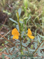 Pultenaea euchila