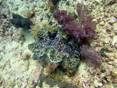 Tridacna squamosa