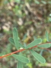 Pultenaea euchila