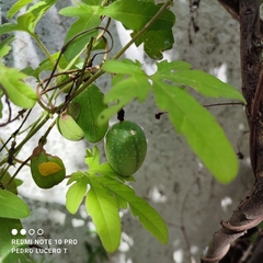 Passiflora bryonioides
