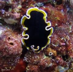 Pseudoceros hancockanus